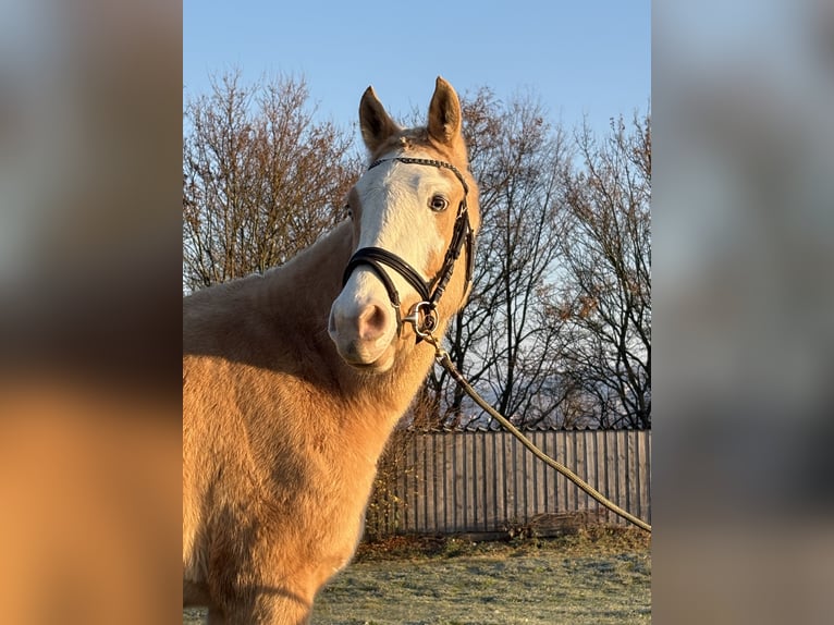 Arabian Partbred Gelding 4 years 14,3 hh in Waiblingen