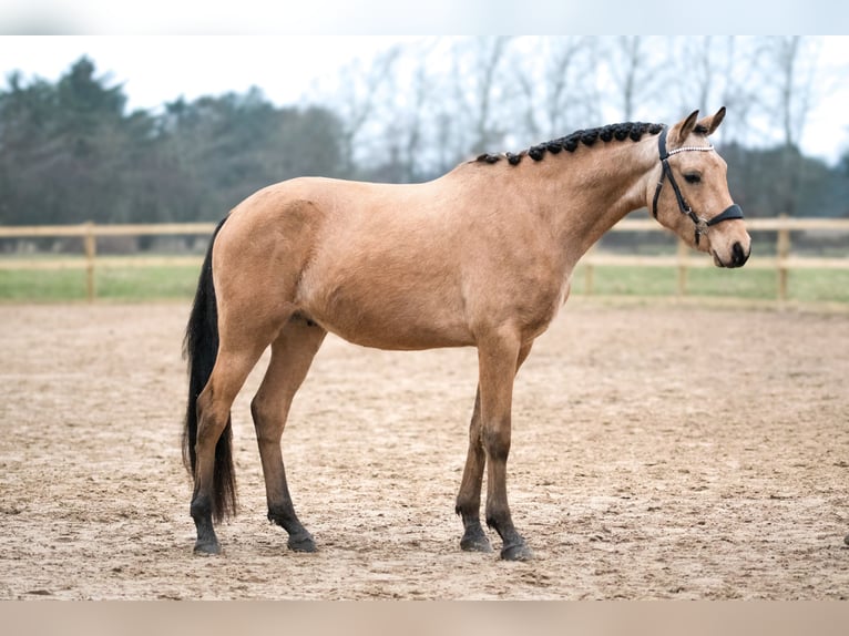 Arabian Partbred Gelding 4 years 15,1 hh Buckskin in Hirtshals