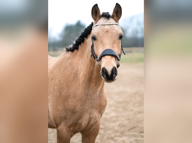 Arabian Partbred Gelding 4 years 15,1 hh Buckskin in Hirtshals