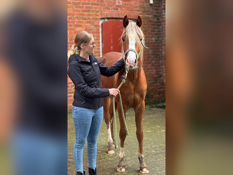 Arabian Partbred Gelding 4 years 15.1 hh Chestnut-Red in Witzenhausen