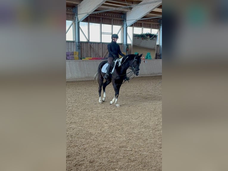 Arabian Partbred Gelding 4 years 15.2 hh Pinto in Schwarzach im Pongau