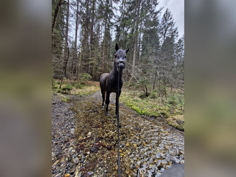 Arabian Partbred Gelding 5 years 14.1 hh Grey in Villach