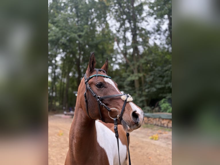 Arabian Partbred Gelding 5 years 14.2 hh Pinto in Schönfließ