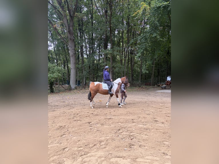 Arabian Partbred Gelding 5 years 14.2 hh Pinto in Schönfließ