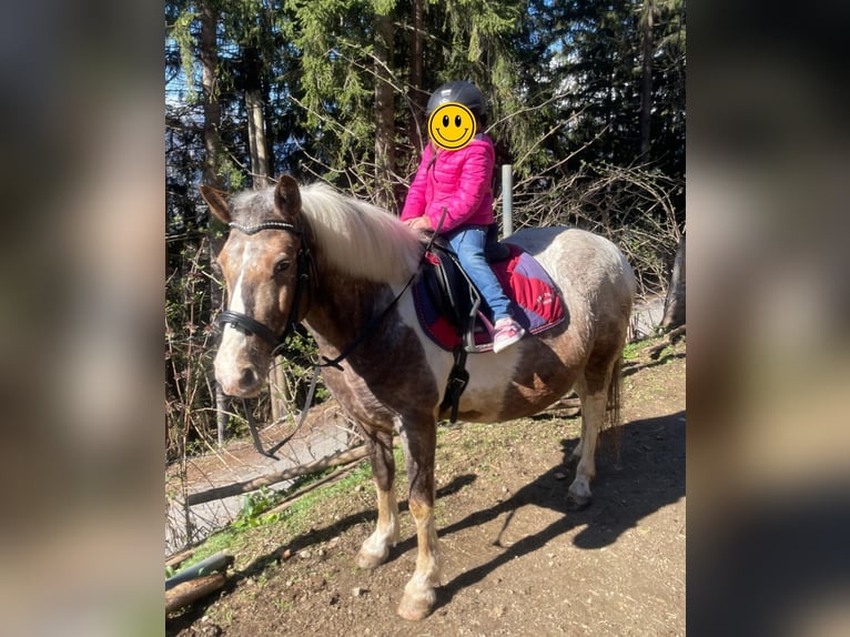 Arabian Partbred Mix Gelding 5 years 14,2 hh Leopard-Piebald in Assling