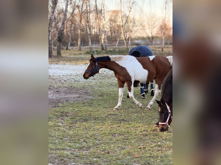 Arabian Partbred Gelding 5 years 14,2 hh Pinto in Schildow