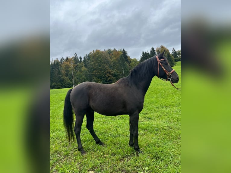 Arabian Partbred Gelding 5 years 15,1 hh Black in Bad Goisern