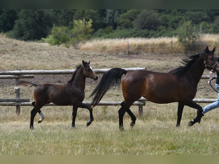 Arabian Partbred Gelding 5 years 15,2 hh Bay-Dark in idar Oberstein /Hintertiefenbach