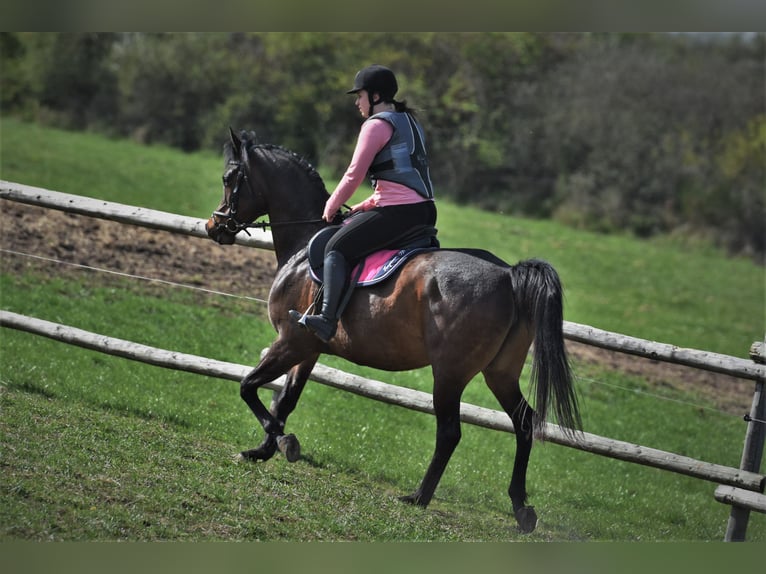 Arabian Partbred Gelding 5 years 15,2 hh Bay-Dark in idar Oberstein /Hintertiefenbach