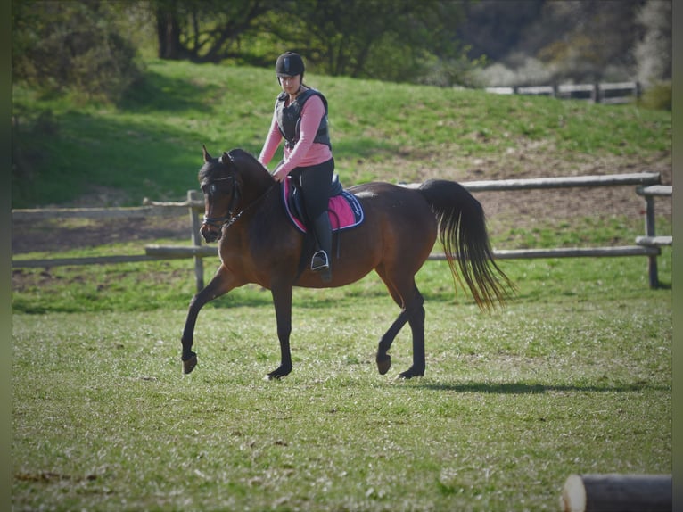 Arabian Partbred Gelding 5 years 15,2 hh Bay-Dark in idar Oberstein /Hintertiefenbach