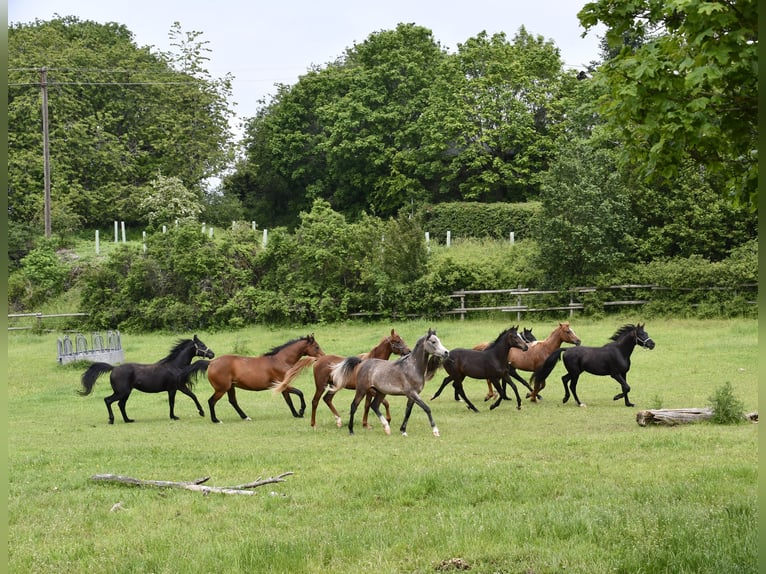 Arabian Partbred Gelding 5 years 15,2 hh Bay-Dark in idar Oberstein /Hintertiefenbach