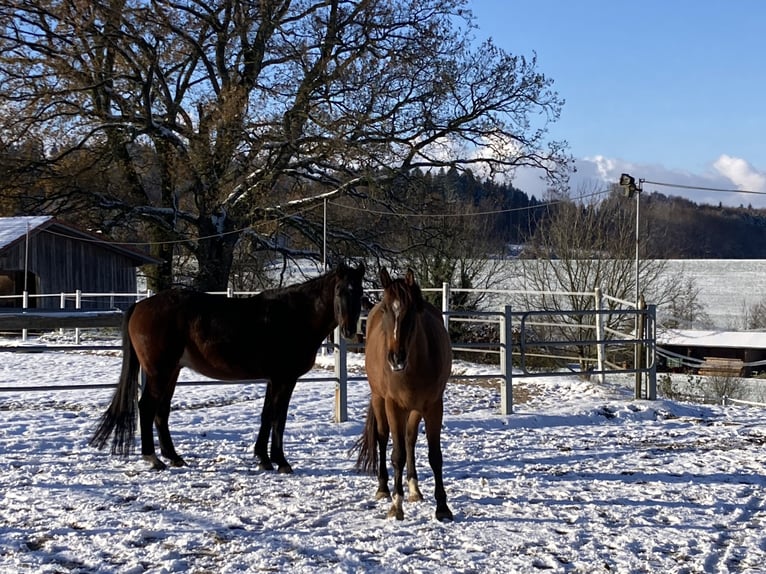 Arabian Partbred Gelding 5 years 15,2 hh Bay-Dark in Laufen