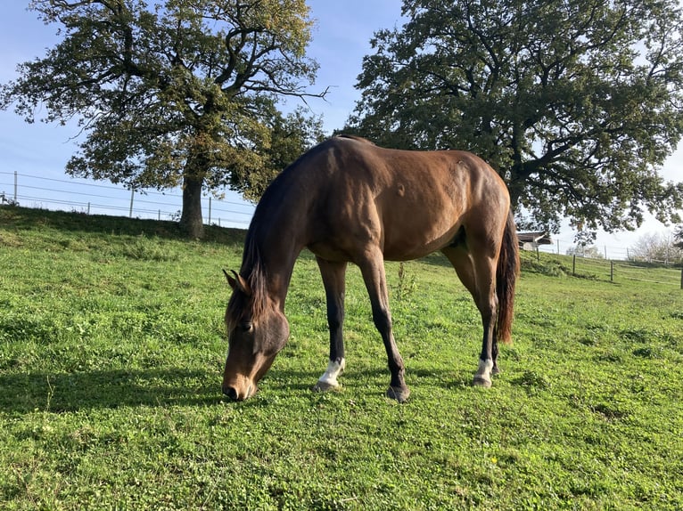 Arabian Partbred Gelding 5 years 15,2 hh Bay-Dark in Laufen