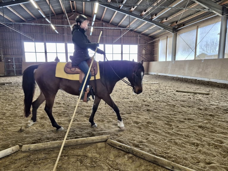 Arabian Partbred Gelding 5 years 15,2 hh Bay-Dark in Laufen