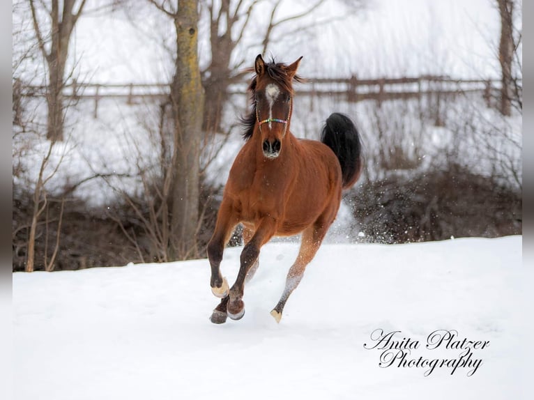 Arabian Partbred Gelding 5 years 15,2 hh Bay-Dark in Laufen