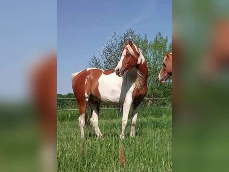 Arabian Partbred Gelding 5 years 15 hh Pinto in Nieheim