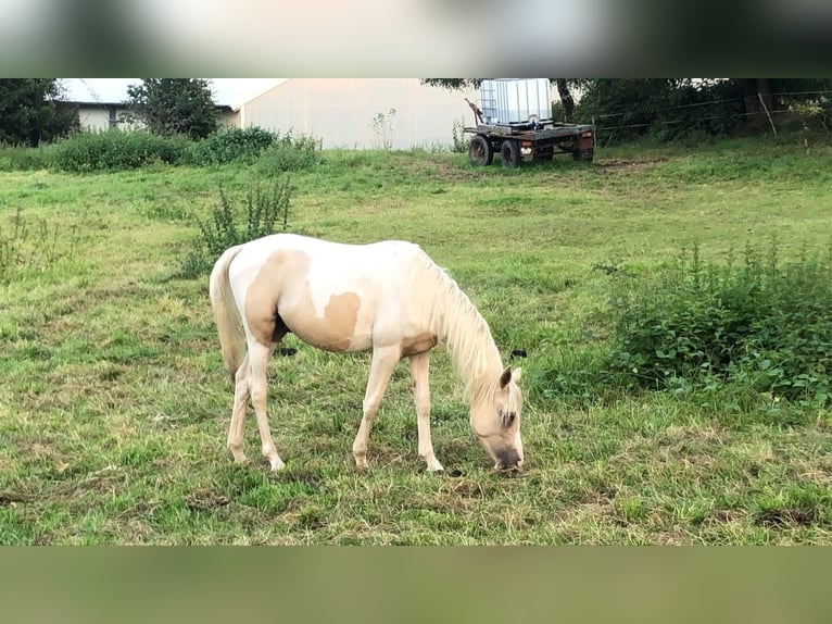 Arabian Partbred Gelding 5 years 15 hh Tobiano-all-colors in Schönwölkau