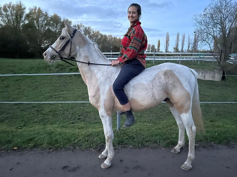 Arabian Partbred Gelding 5 years 15 hh Tobiano-all-colors in Schönwölkau