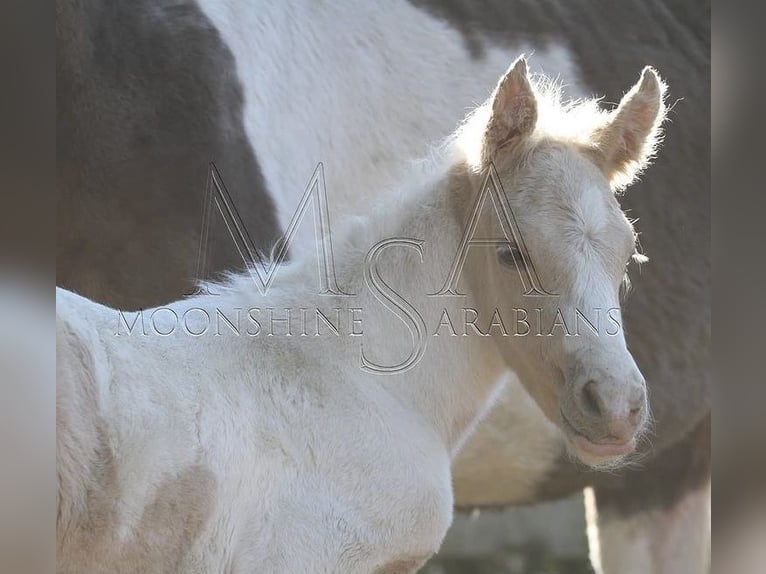 Arabian Partbred Gelding 5 years 15 hh Tobiano-all-colors in Schönwölkau