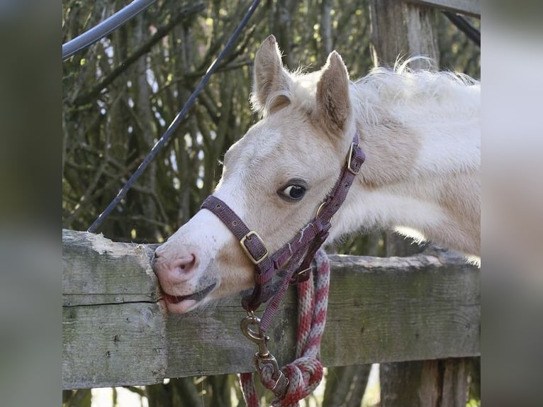 Arabian Partbred Gelding 5 years 15 hh Tobiano-all-colors in Schönwölkau