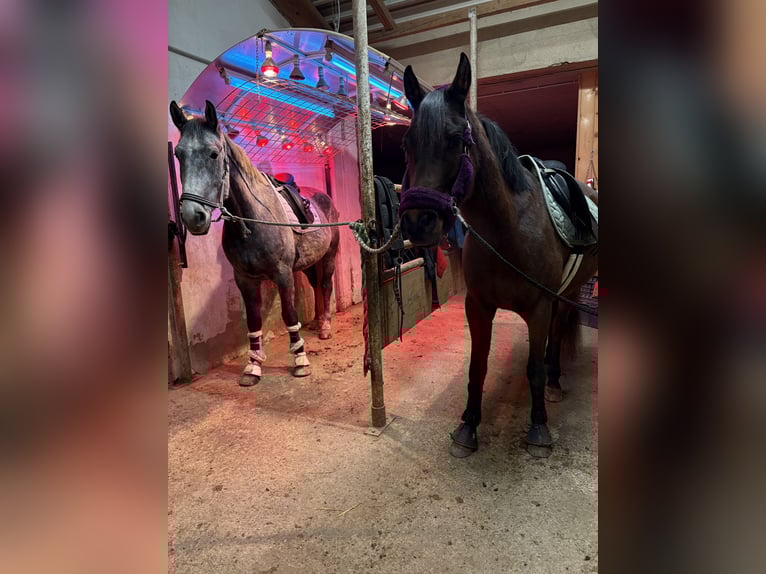 Arabian Partbred Gelding 5 years 15,1 hh Brown in Passail