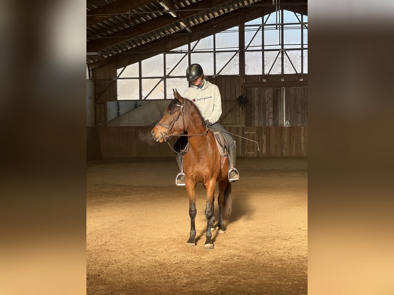 Arabian Partbred Gelding 5 years 15,1 hh Brown in Passail