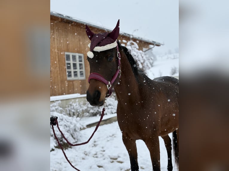 Arabian Partbred Gelding 5 years 15,1 hh Brown in Passail