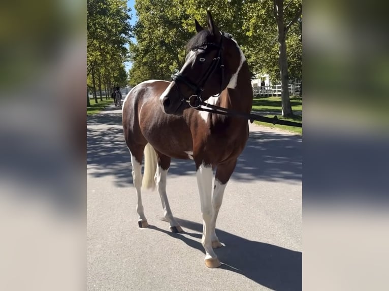 Arabian Partbred Gelding 5 years 15,2 hh Bay in Ebreichsdorf, Niederösterreich