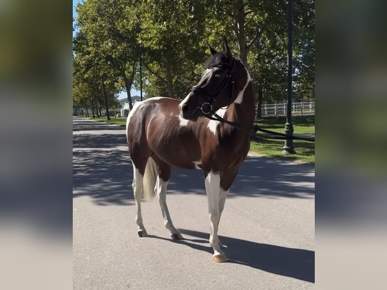 Arabian Partbred Gelding 5 years 15,2 hh Brown in Ebreichsdorf