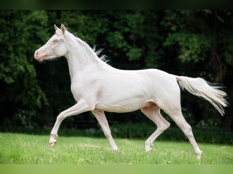 Arabian Partbred Gelding 6 years 14.2 hh Cremello in Kissing