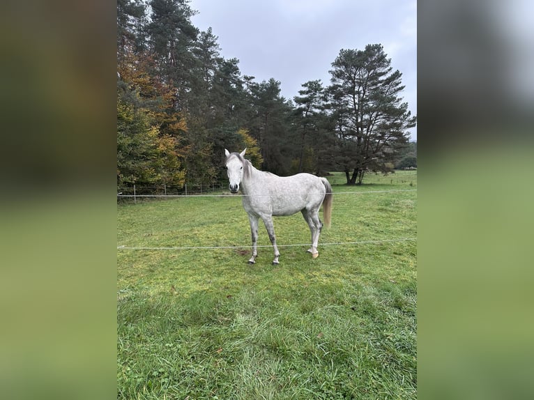 Arabian Partbred Mix Gelding 6 years 15,1 hh Gray in Petersbächel