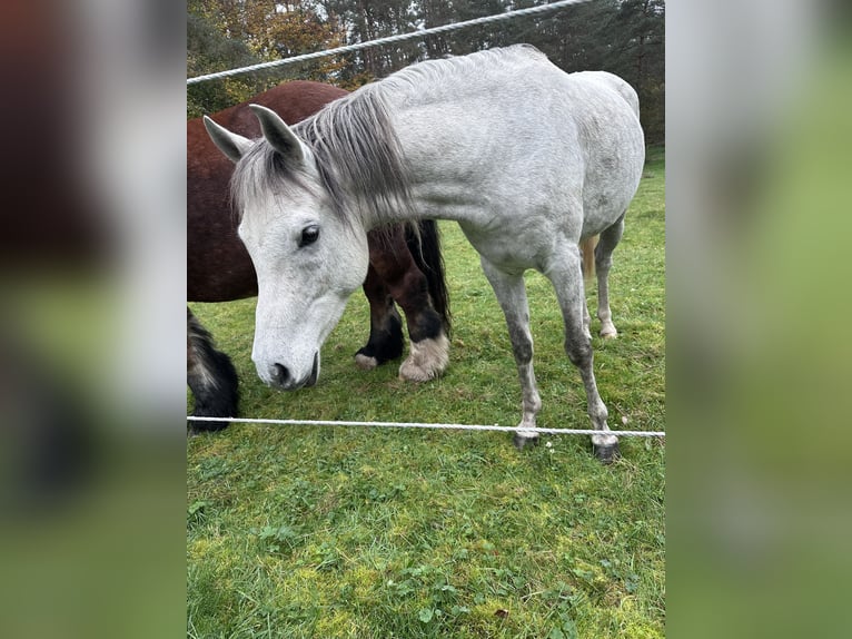 Arabian Partbred Mix Gelding 6 years 15,1 hh Gray in Petersbächel