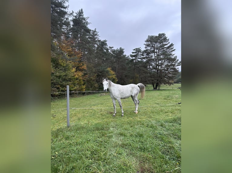 Arabian Partbred Mix Gelding 6 years 15,1 hh Gray in Petersbächel