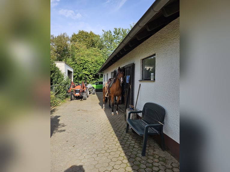 Arabian Partbred Gelding 6 years 15,2 hh Brown in Hockweiler