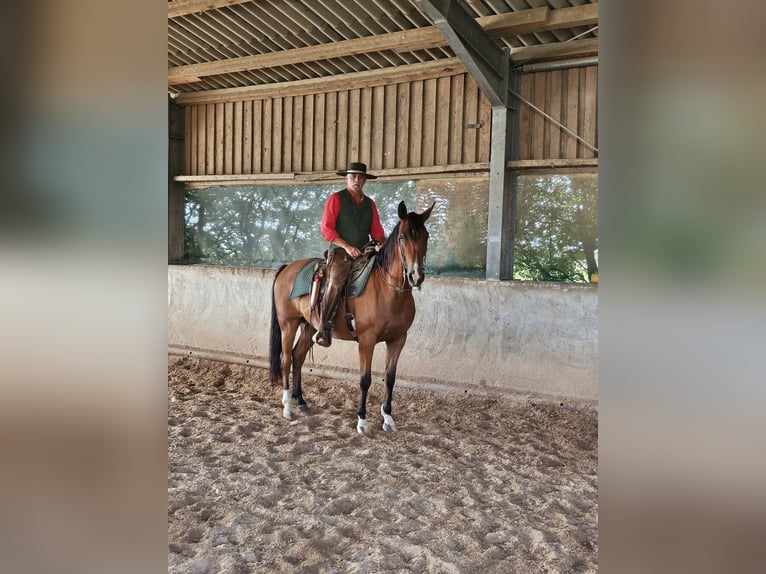 Arabian Partbred Gelding 6 years 15,2 hh Brown in Hockweiler