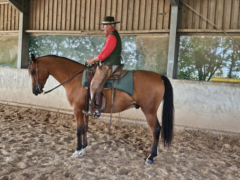 Arabian Partbred Gelding 6 years 15,2 hh Brown in Hockweiler