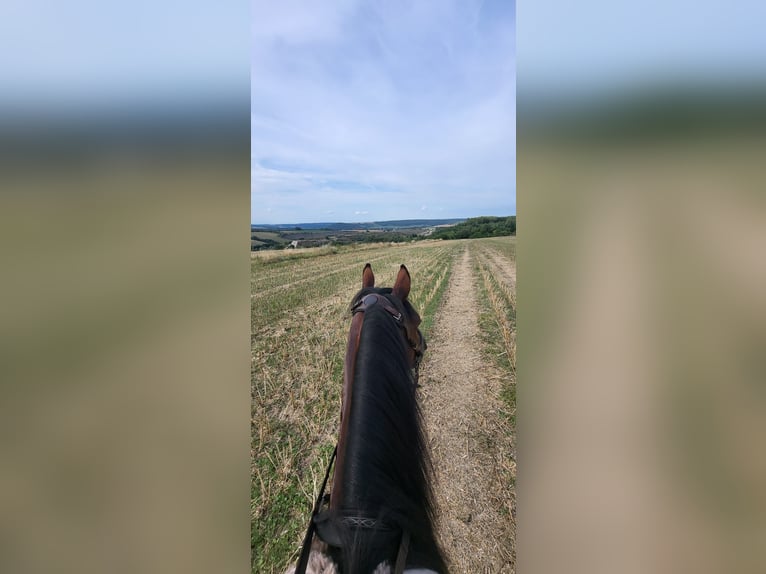 Arabian Partbred Mix Gelding 6 years 15 hh Brown in Ulrichstein