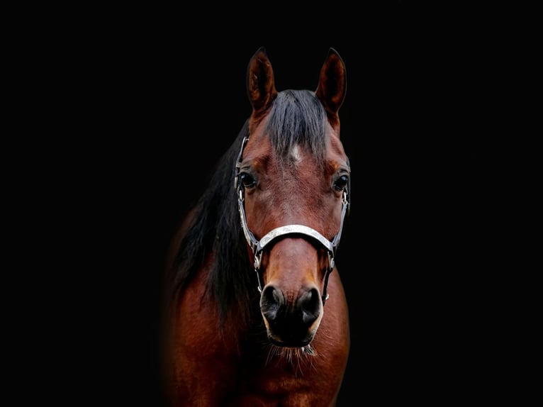 Arabian Partbred Mix Gelding 6 years 15 hh Brown in Ulrichstein