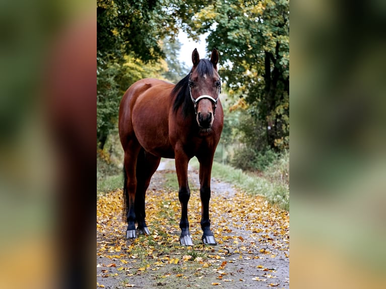 Arabian Partbred Mix Gelding 6 years 15 hh Brown in Ulrichstein