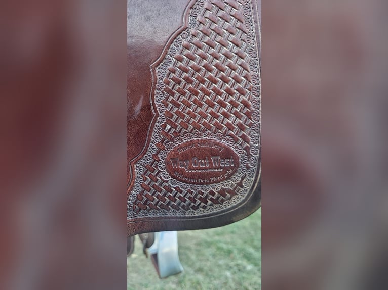 Arabian Partbred Mix Gelding 6 years 15 hh Brown in Ulrichstein