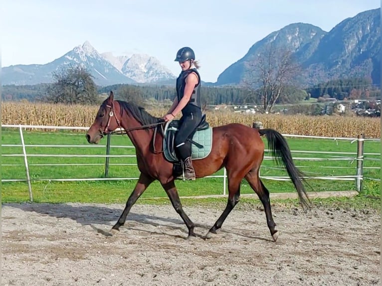 Arabian Partbred Gelding 7 years 14,1 hh Brown in Kirchbichl