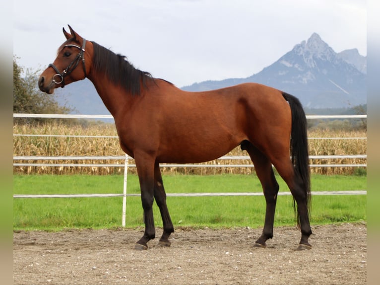 Arabian Partbred Gelding 7 years 14,1 hh Brown in Kirchbichl