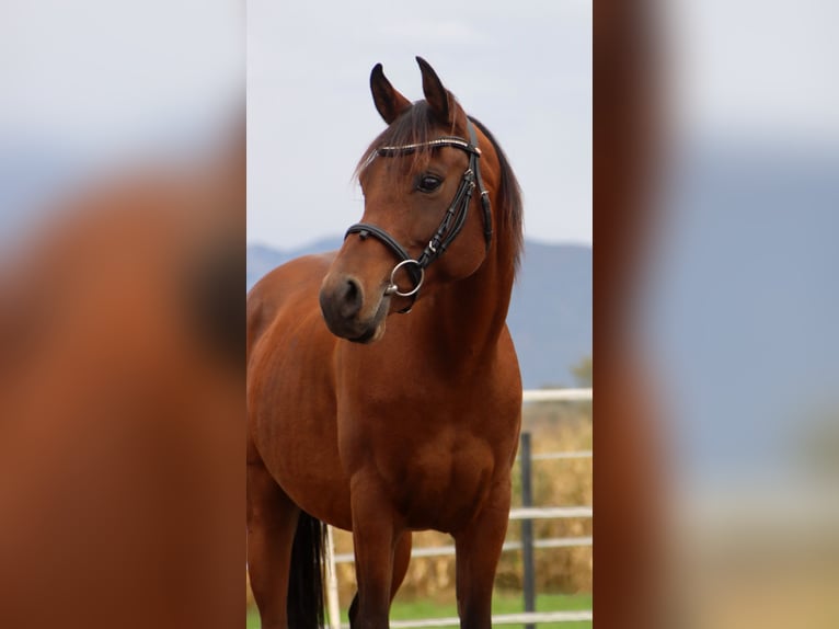 Arabian Partbred Gelding 7 years 14,1 hh Brown in Kirchbichl