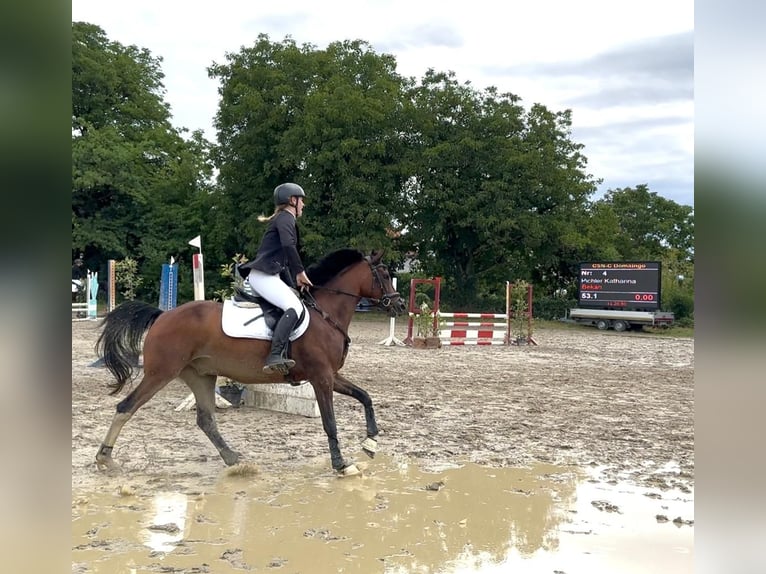 Arabian Partbred Gelding 7 years 14.2 hh Bay-Dark in Aich 29
