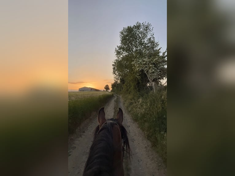Arabian Partbred Mix Gelding 7 years 14,1 hh Brown in Hoegaarden