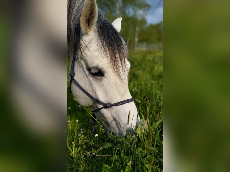 Arabian Partbred Mix Gelding 8 years 14,2 hh Gray-Dapple in Illertissen