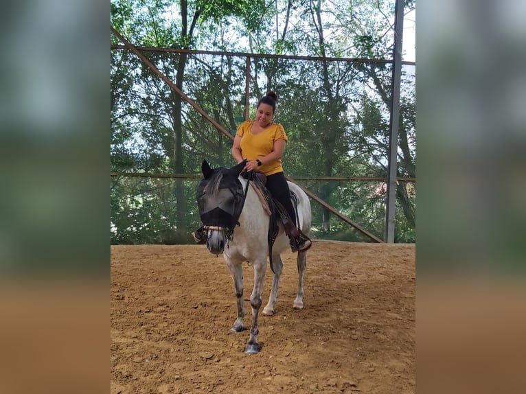 Arabian Partbred Mix Gelding 8 years 14,2 hh Gray-Dapple in Illertissen