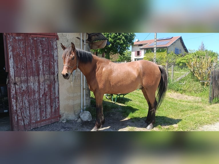 Arabian Partbred Gelding 8 years 15,1 hh Brown in Viriville