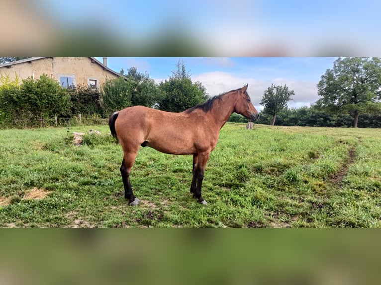 Arabian Partbred Gelding 8 years 15,1 hh Brown in Viriville