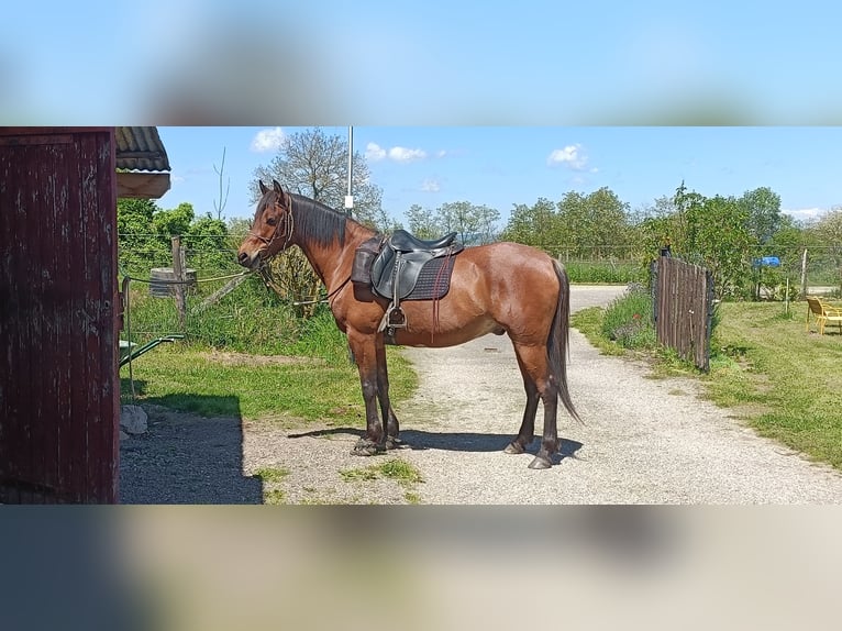 Arabian Partbred Gelding 8 years 15,1 hh Brown in Viriville